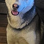 dog, husky, indoor, pet, canine, animal, fur, tongue, eye_color_heterochromia, sitting, friendly, portrait, mammal, house, floor, ears, smile, closeup, companion, cute