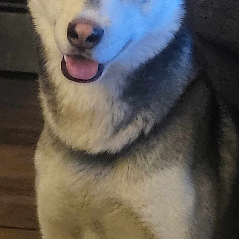 Kimo joined the competition — help win amazing prizes! animal, canine, closeup, companion, cute, dog, ears, eye_color_heterochromia, floor, friendly, fur, house, husky, indoor, mammal, pet, portrait, sitting, smile, tongue