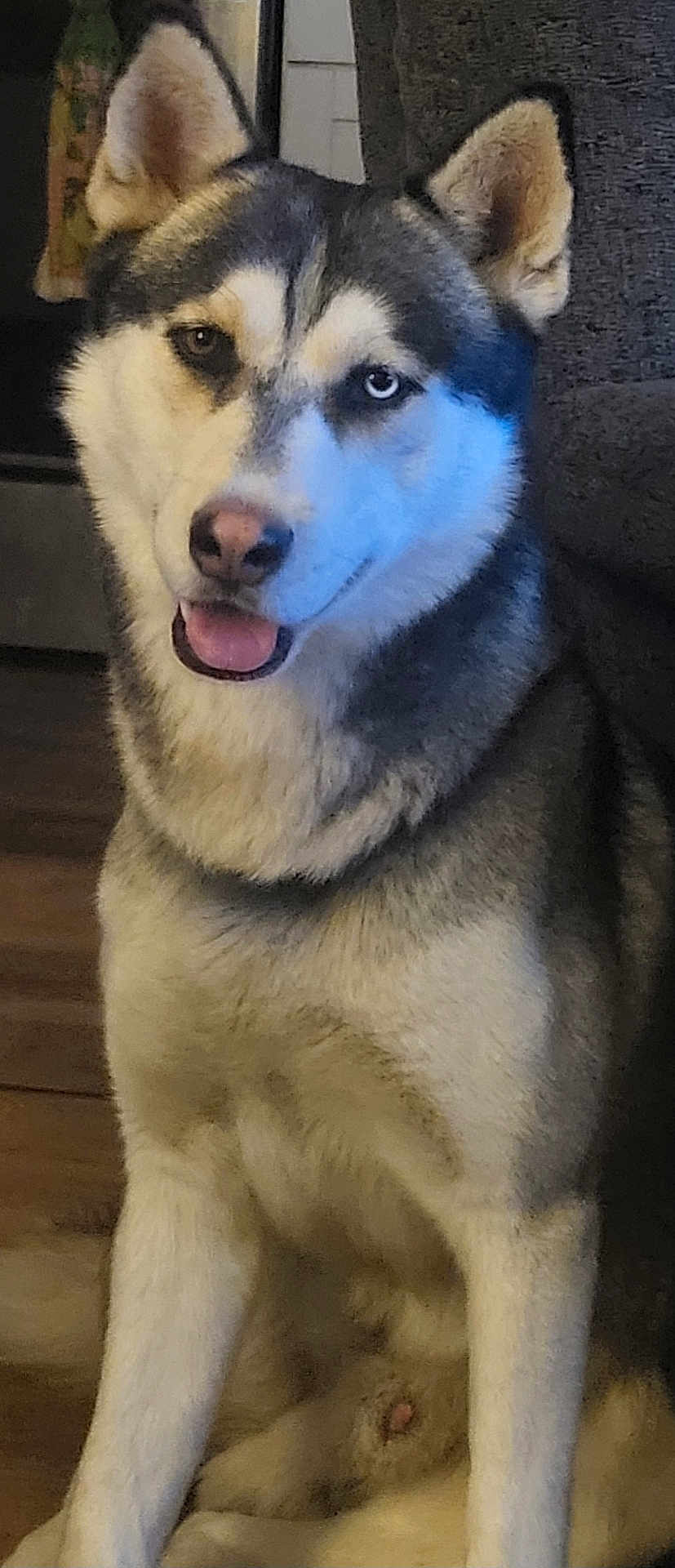 Kimo joined the competition — help win amazing prizes! dog, husky, indoor, pet, canine, animal, fur, tongue, eye_color_heterochromia, sitting, friendly, portrait, mammal, house, floor, ears, smile, closeup, companion, cute