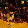 dog, pug, christmas_tree, ornaments, christmas_lights, holiday_decor, snowman_figurine, santa_figurine, tree_skirt, floor_tiles, festive, indoors, pet, animal, cute, decorations, holiday, christmas, greenery, lighting