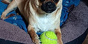 Pugsley is registered to the contest to win money with this photo: dog, pet, tennis_ball, bed, indoor, animal, paws, cozy, cute, small_dog, fur, floor, tile, playful, resting, brown_fur, black_nose, ears, blanket, companion