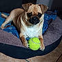 dog, pet, tennis_ball, bed, indoor, animal, paws, cozy, cute, small_dog, fur, floor, tile, playful, resting, brown_fur, black_nose, ears, blanket, companion