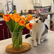 Bella a rejoint le concours — aidez-le/la à gagner de superbes lots ! blurred_background, cat, counter, curious, domestic, flower_arrangement, flowers, gray_stripes, green_stems, indoor, kitchen, orange, pet, plant, sitting, table, tulips, vase, white_cat, wooden_trivet