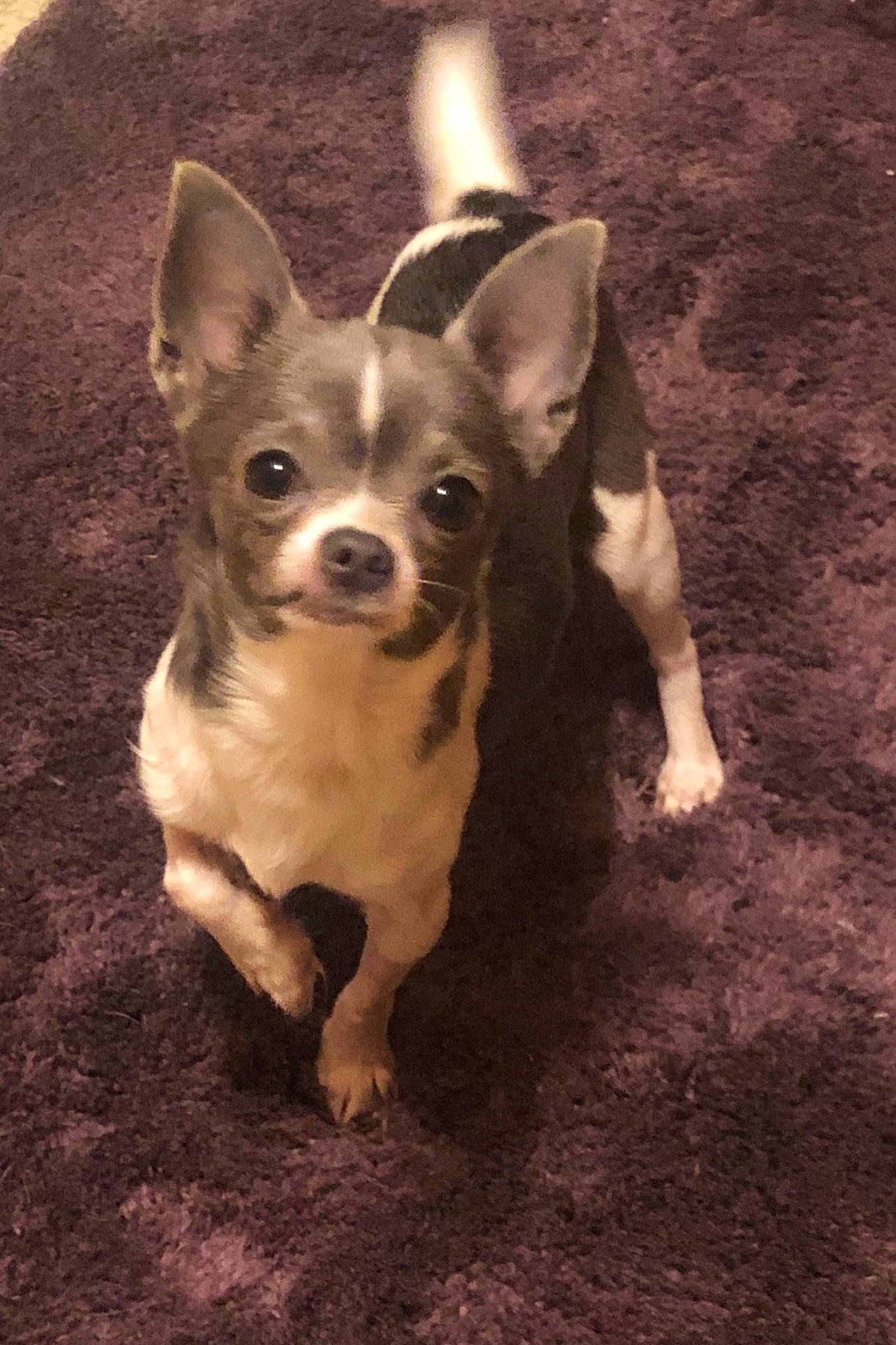 Meme joined the competition — help win amazing prizes! ancient_dog_breeds, canidae, carnivore, chihuahua, companion_dog, corgi_chihuahua, dog, dog_breed, ear, fawn, mammal, miniature_fox_terrier, puppy, rare_breed_dog, rat_terrier, snout, teddy_roosevelt_terrier, toy_dog, toy_fox_terrier, vertebrate