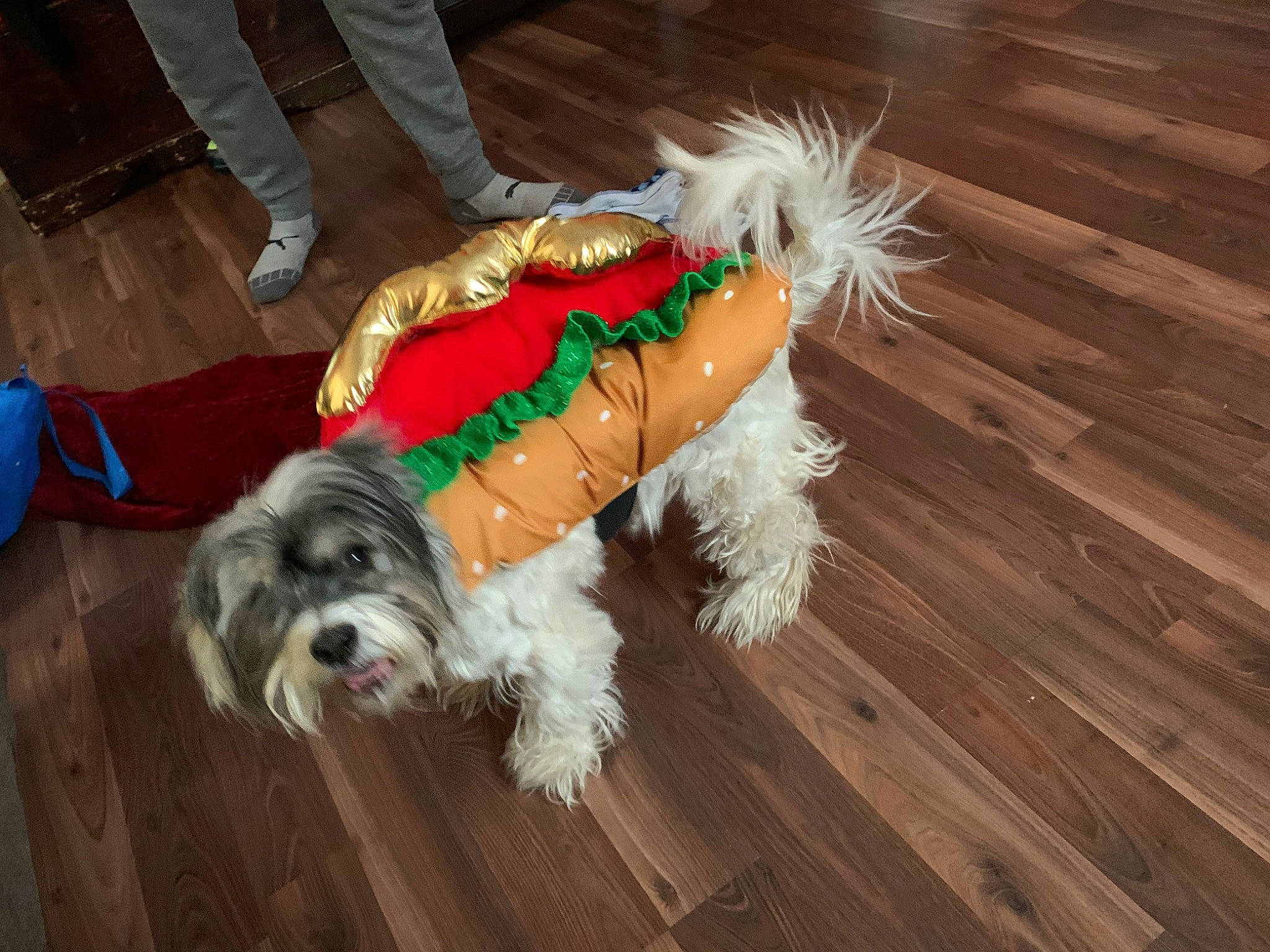 Juliet is registered to the contest to win money with this photo: canidae, carnivore, companion_dog, dog, dog_breed, dog_clothes, dog_collar, dog_supply, flooring, fur, hardwood, plank, small_terrier, sporting_group, terrier, toy_dog, varnish, wood, wood_stain, working_animal