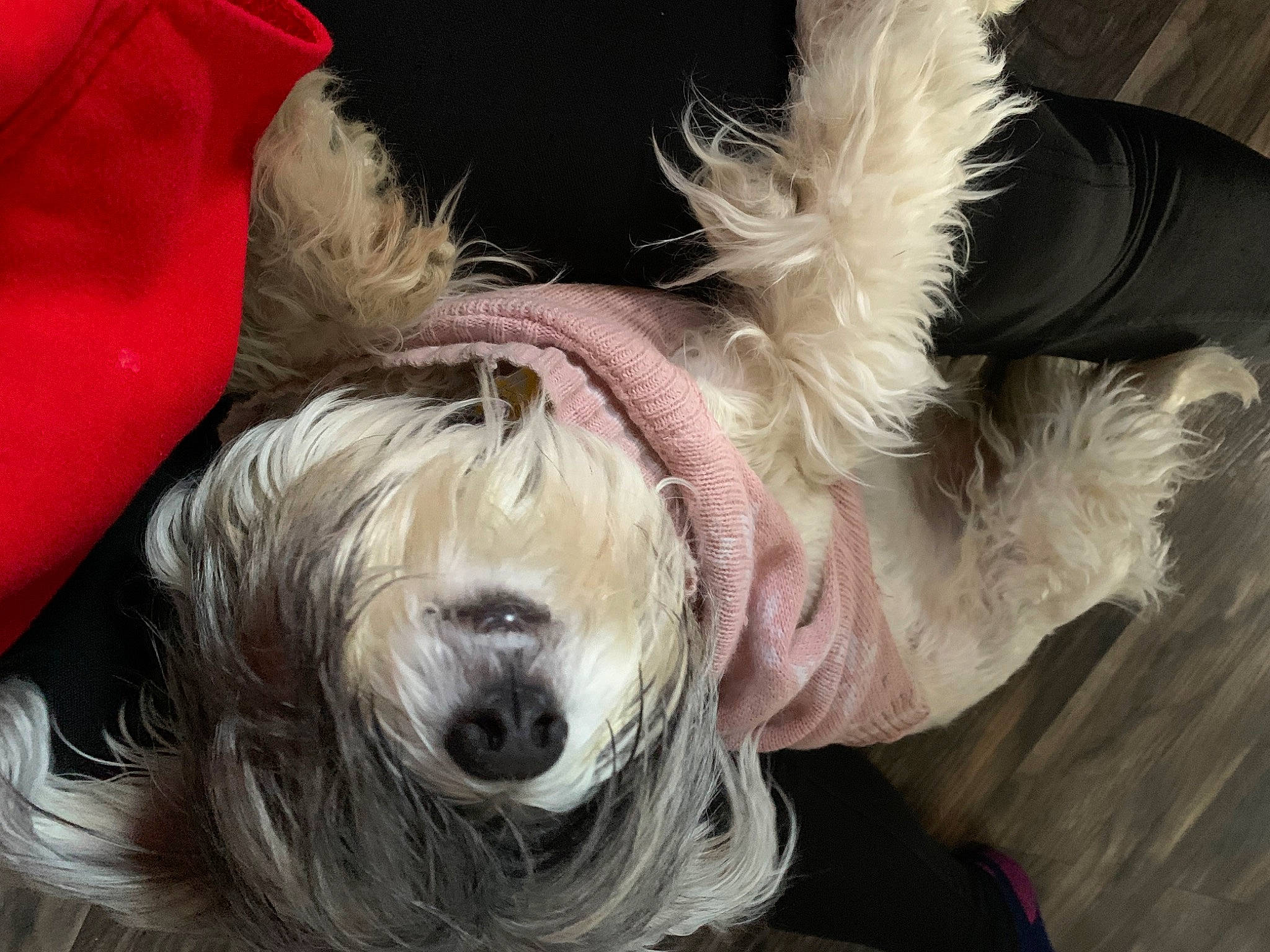 Juliet is registered to the contest to win money with this photo: canidae, carnivore, collar, companion_dog, dog, dog_breed, dog_collar, dog_supply, ear, fang, fashion_accessory, fawn, fur, liver, small_terrier, snout, sporting_group, terrier, toy_dog, working_animal