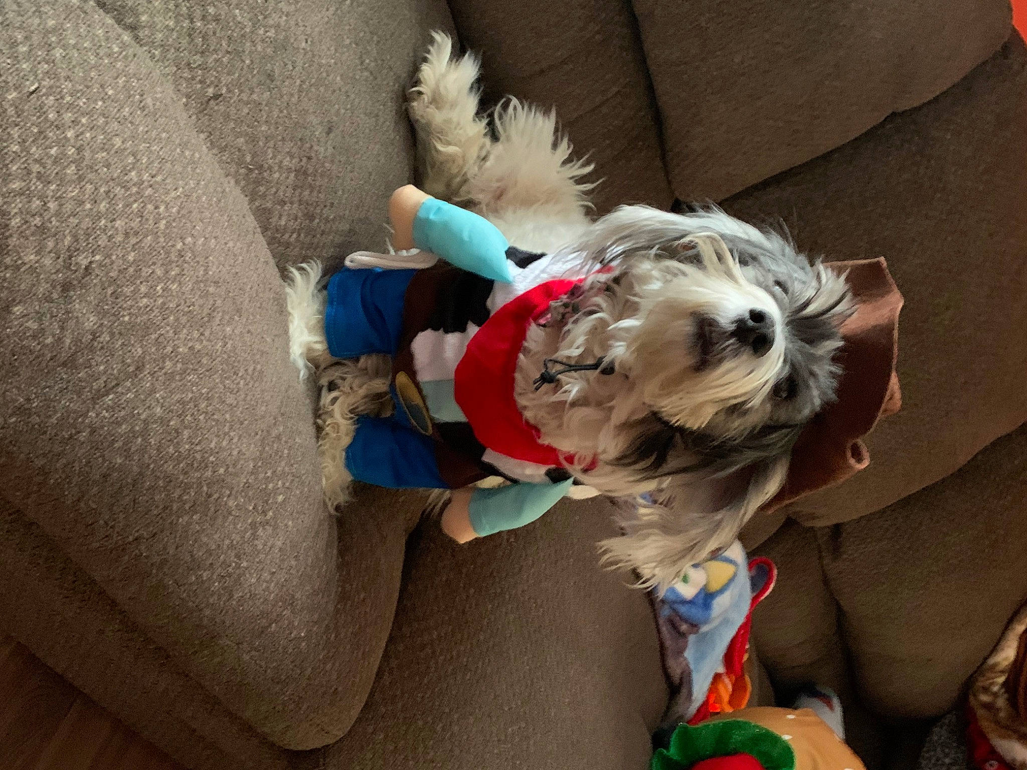 Juliet is registered to the contest to win money with this photo: bag, carnivore, companion_dog, dog, dog_breed, dog_clothes, dog_supply, eyewear, fashion_accessory, fawn, fur, leash, luggage_and_bags, pet_supply, small_terrier, sporting_group, stuffed_toy, toy, toy_dog, working_animal