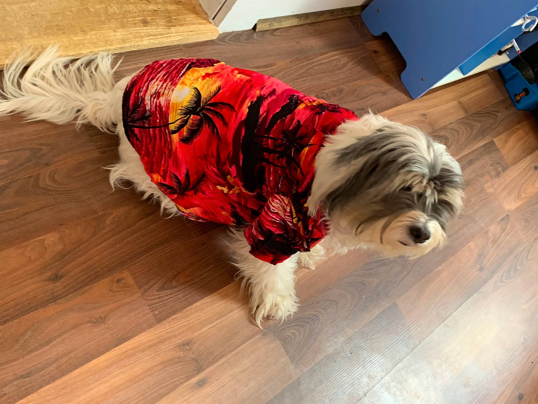 Juliet is registered to the contest to win money with this photo: carnivore, comfort, companion_dog, dog, dog_breed, dog_supply, fashion_accessory, floor, flooring, hardwood, laminate_flooring, pet_supply, plank, small_terrier, sporting_group, tail, toy_dog, wood, wood_flooring, wood_stain