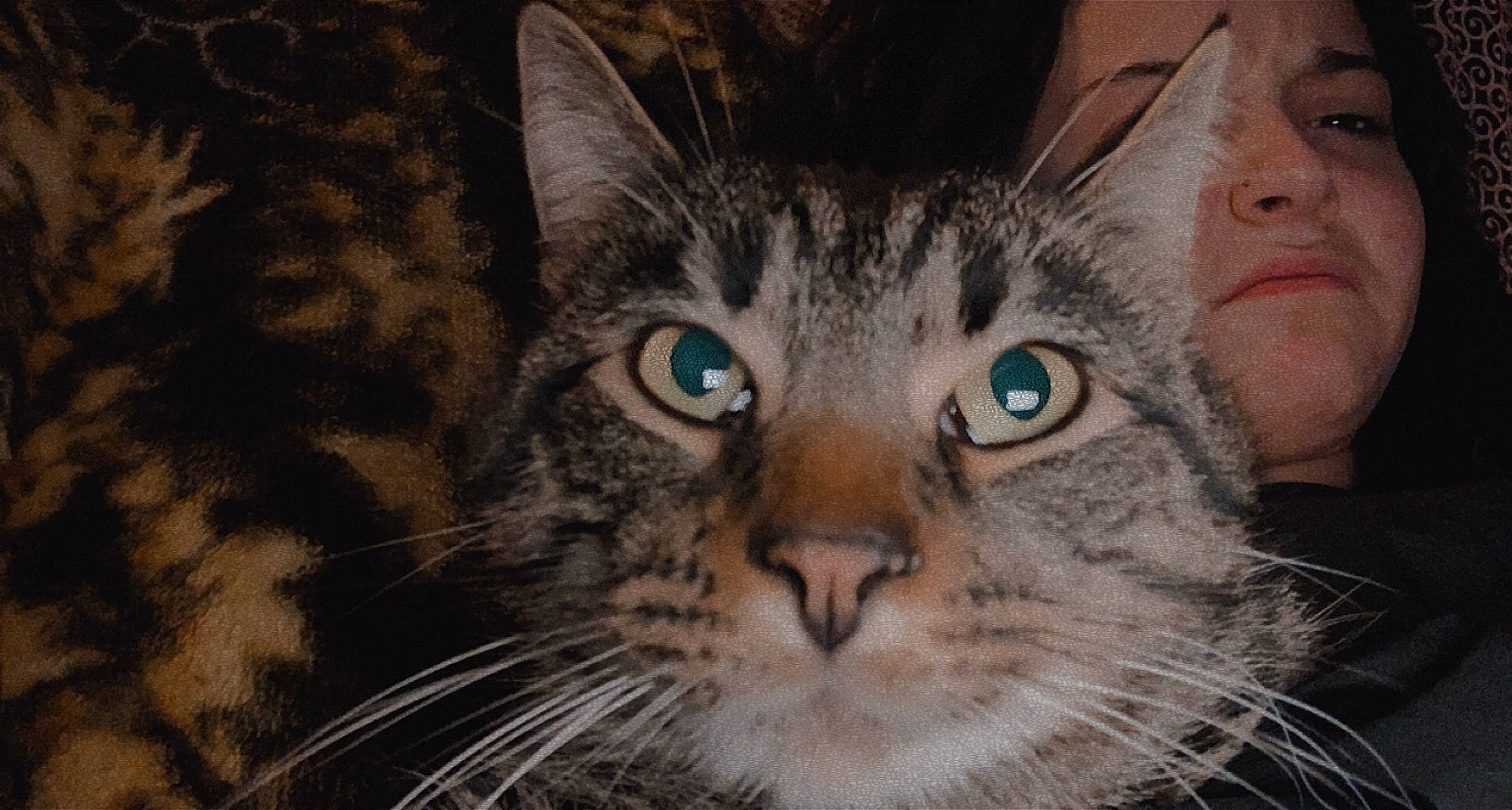 Meow Meow is registered to the contest to win money with this photo: carnivore, cat, domestic_short_haired_cat, ear, eye, felidae, fur, head, iris, small_to_medium_sized_cats, snout, terrestrial_animal, tree, whiskers, wildlife