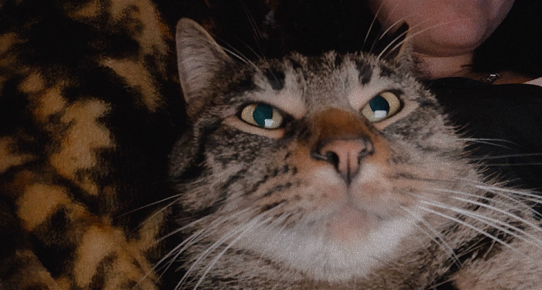 Meow Meow joined the competition — help win amazing prizes! carnivore, cat, close_up, domestic_short_haired_cat, felidae, fur, grass, grey, small_to_medium_sized_cats, terrestrial_animal, tree, whiskers, wood