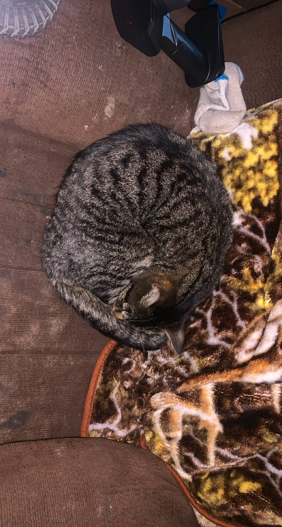 Meow Meow is registered to the contest to win money with this photo: carnivore, cat, cat_bed, claw, domestic_short_haired_cat, felidae, fur, pattern, paw, small_to_medium_sized_cats, snout, tail, terrestrial_animal, vertebrate, whiskers, wildlife, wood