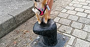 Ombre participe au concours pour gagner de l'argent avec cette photo : dog, chihuahua, small_dog, long_hair, brown_fur, white_fur, pink_harness, leash, pet, standing, sitting, bollard, street, cobblestone, sidewalk, urban, outdoor, cars, person, funny_pose
