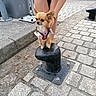 dog, chihuahua, small_dog, long_hair, brown_fur, white_fur, pink_harness, leash, pet, standing, sitting, bollard, street, cobblestone, sidewalk, urban, outdoor, cars, person, funny_pose