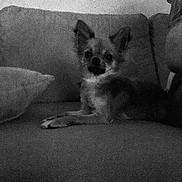 Ombre participe au concours pour gagner de l'argent avec cette photo : dog, puppy, pet, canine, sitting, couch, sofa, indoors, home, portrait, frontal_view, looking_at_camera, ears, nose, paws, fur, black_and_white, low_light, grainy, cozy