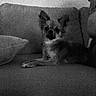 dog, puppy, pet, canine, sitting, couch, sofa, indoors, home, portrait, frontal_view, looking_at_camera, ears, nose, paws, fur, black_and_white, low_light, grainy, cozy