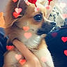 puppy, dog, pet, fluffy, brown_fur, white_fur, small_dog, portrait, close_up, cuddling, person, human_face, arms, indoor, heart_stickers, filter, valentines_day, cute, adorable, digital_effects