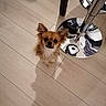 dog, chihuahua, small_dog, long_hair, brown_fur, fluffy, standing, looking_up, indoors, salon, salon_chair, chrome, metal, reflective_surface, wood_floor, tile_floor, pet, portrait, cute, shadow