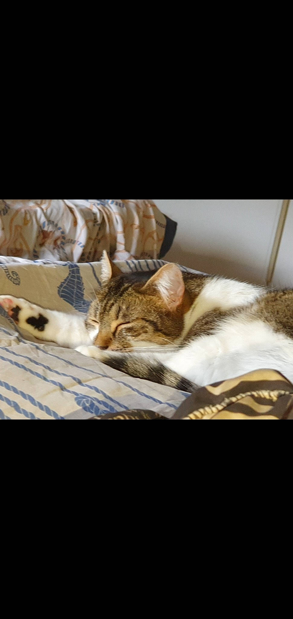 Milo a rejoint le concours — aidez-le/la à gagner de superbes lots ! bedding, carnivore, cat, comfort, domestic_short_haired_cat, felidae, fur, linens, nap, paw, room, sleep, small_to_medium_sized_cats, still_life_photography, tail, terrestrial_animal, whiskers, wildlife, window, wood