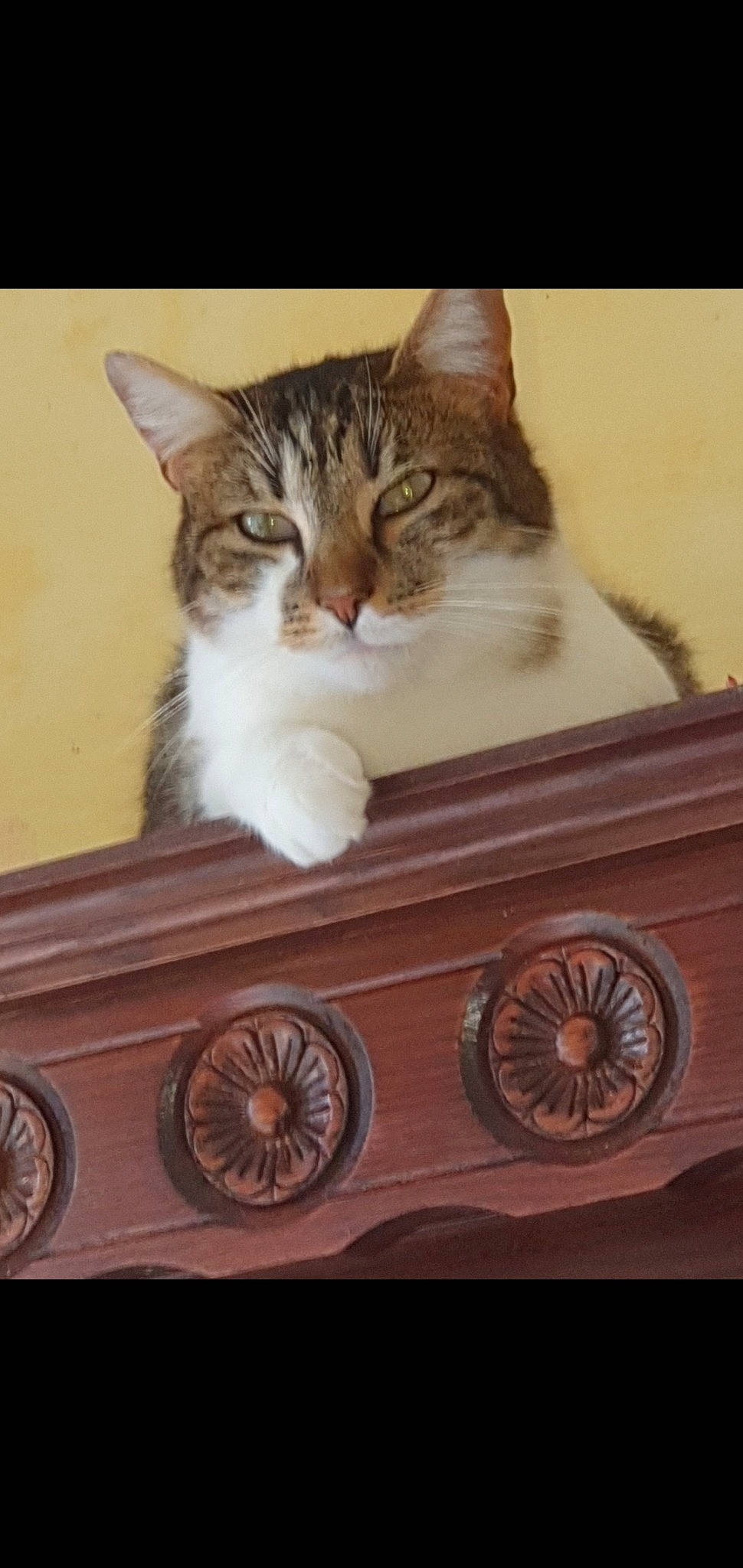 Milo participe au concours pour gagner de l'argent avec cette photo : basket, box, carnivore, cat, cat_furniture, cat_supply, domestic_short_haired_cat, drawer, felidae, fur, home_accessories, metal, paw, photo_caption, rectangle, small_to_medium_sized_cats, whiskers, wicker, window, wood