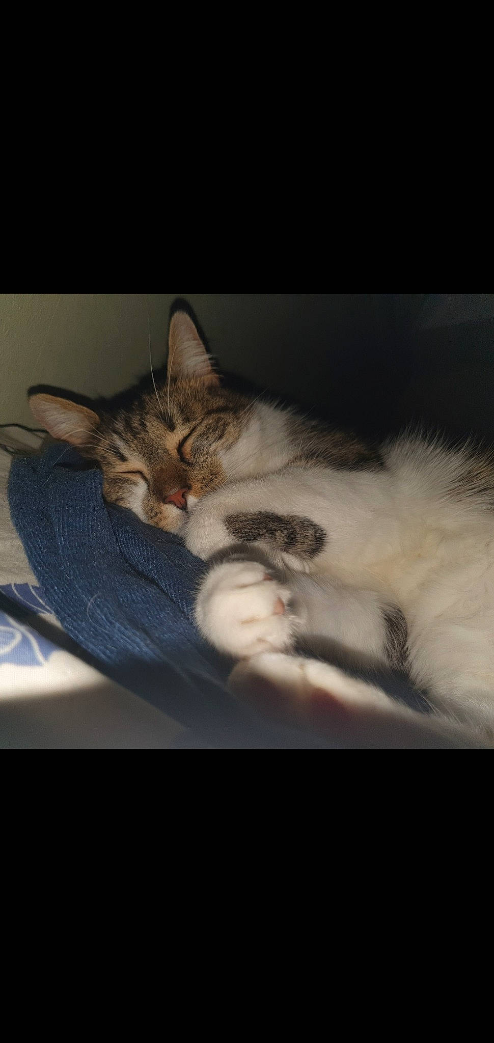 Milo a rejoint le concours — aidez-le/la à gagner de superbes lots ! carnivore, cat, claw, cloud, comfort, darkness, domestic_short_haired_cat, felidae, fur, gesture, grey, nap, paw, photo_caption, plant, small_to_medium_sized_cats, snout, tail, vertebrate, whiskers