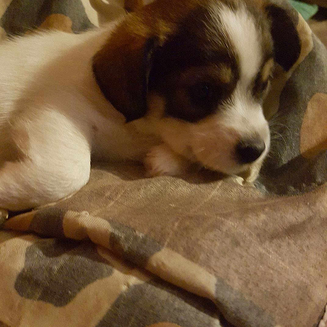 Nala