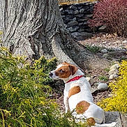 Elva joined the competition — help win amazing prizes! animal, brown_and_white, bushes, canine, collar, curious, daytime, dog, fur, garden, greenery, nature, outdoor, pet, plants, rocks, sitting, sunlight, tree_trunk, wooden_deck