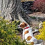 animal, brown_and_white, bushes, canine, collar, curious, daytime, dog, fur, garden, greenery, nature, outdoor, pet, plants, rocks, sitting, sunlight, tree_trunk, wooden_deck