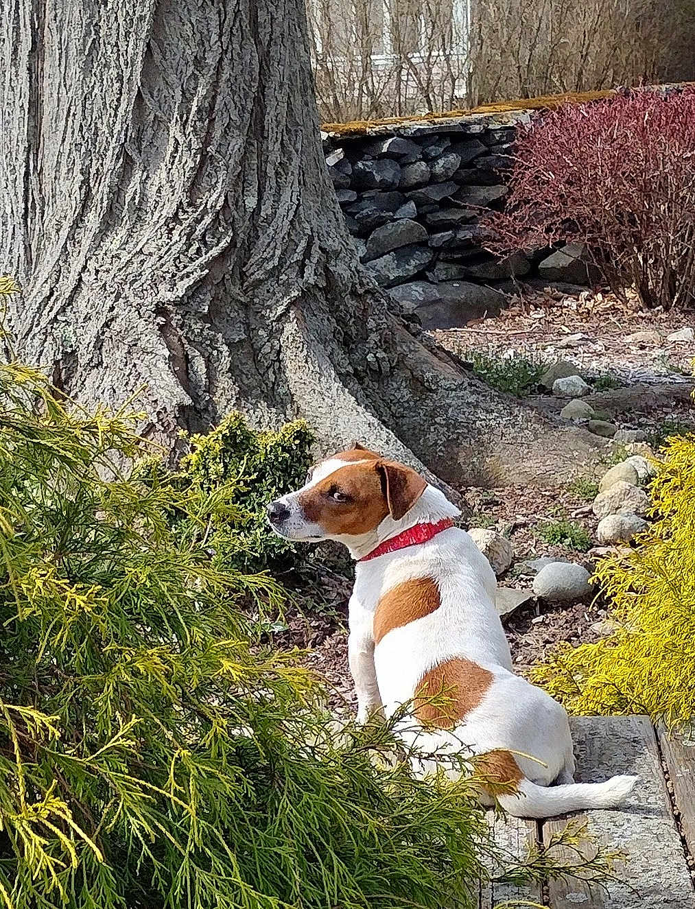 Elva joined the competition — help win amazing prizes! animal, brown_and_white, bushes, canine, collar, curious, daytime, dog, fur, garden, greenery, nature, outdoor, pet, plants, rocks, sitting, sunlight, tree_trunk, wooden_deck