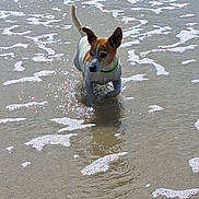 Chipie a rejoint le concours — aidez-le/la à gagner de superbes lots ! dog, water, beach, sea_foam, sand, outdoor, animal, pet, collar, playful, ocean, nature, shallow_water, sunlight, wet, summer, waves, happy, canine, daylight