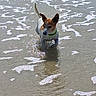 dog, water, beach, sea_foam, sand, outdoor, animal, pet, collar, playful, ocean, nature, shallow_water, sunlight, wet, summer, waves, happy, canine, daylight