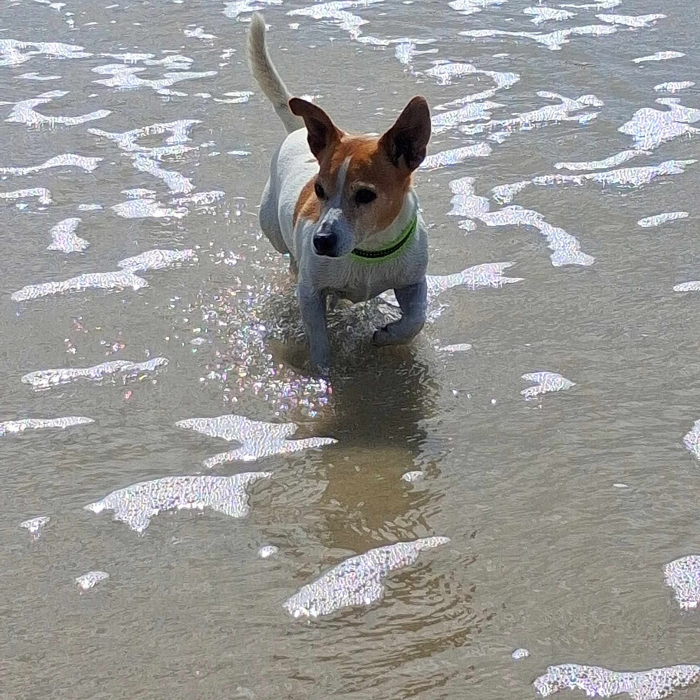 Chipie