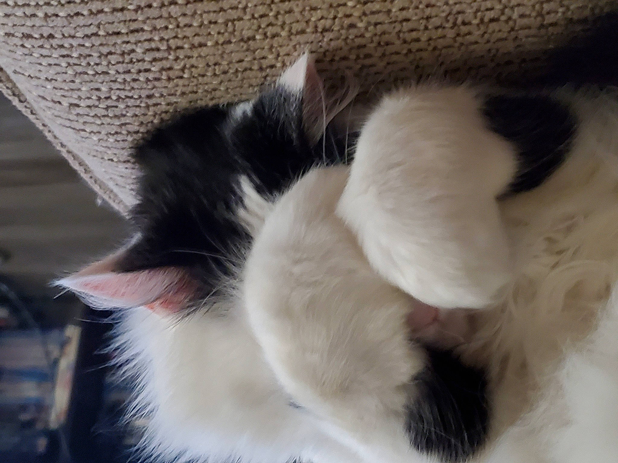 Gertie joined the competition — help win amazing prizes! carnivore, cat, claw, comfort, domestic_short_haired_cat, felidae, foot, fur, human_leg, nap, paw, small_to_medium_sized_cats, tail, whiskers