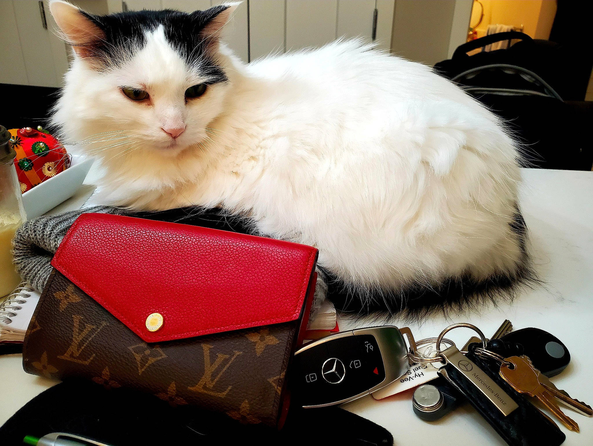 Gertie joined the competition — help win amazing prizes! bag, box, cardboard, carnivore, cat, comfort, electronic_device, everyday_carry, eyewear, fashion_accessory, felidae, fur, gadget, goggles, lap, luggage_and_bags, paw, small_to_medium_sized_cats, sunglasses, whiskers