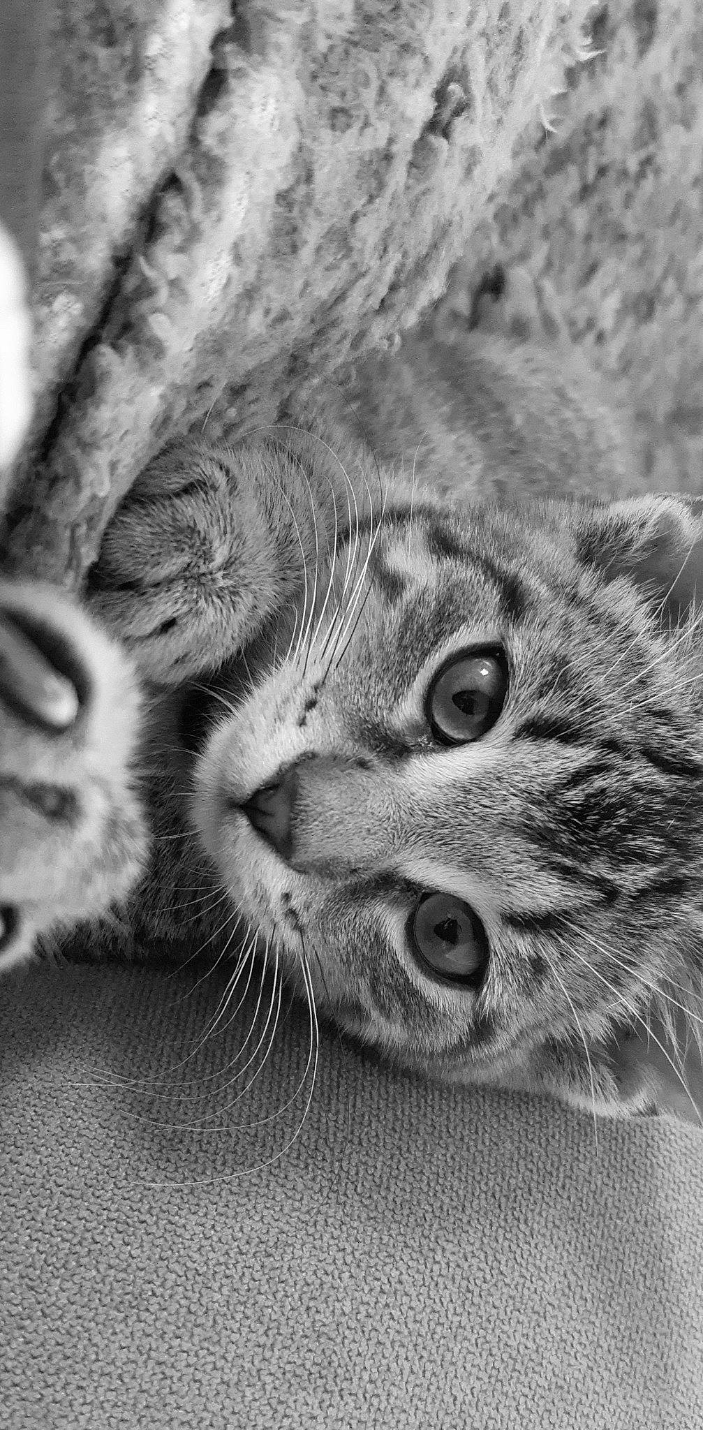 Kawa a rejoint le concours — aidez-le/la à gagner de superbes lots ! black_and_white, carnivore, cat, close_up, domestic_short_haired_cat, eye, felidae, fur, grey, head, human_body, monochrome, monochrome_photography, nose, paw, small_to_medium_sized_cats, snout, terrestrial_animal, whiskers, wildlife