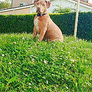 Azul participe au concours pour gagner de l'argent avec cette photo : dog, brown_dog, sitting, grass, flowers, garden, hedge, house, outdoor, pet, canine, nature, greenery, daylight, collar, white_patch, suburban, fur, animal, cute