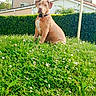 dog, brown_dog, sitting, grass, flowers, garden, hedge, house, outdoor, pet, canine, nature, greenery, daylight, collar, white_patch, suburban, fur, animal, cute