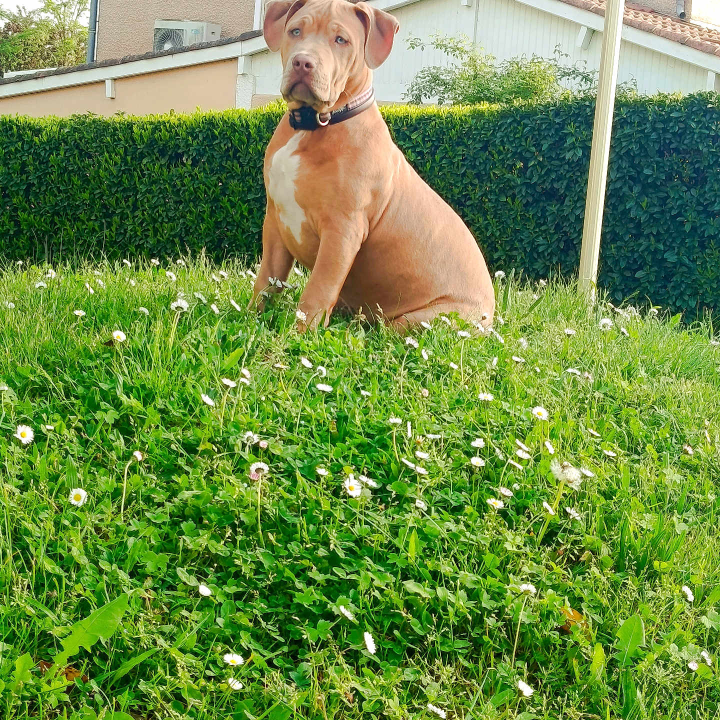 Azul participe au concours pour gagner de l'argent avec cette photo : dog, brown_dog, sitting, grass, flowers, garden, hedge, house, outdoor, pet, canine, nature, greenery, daylight, collar, white_patch, suburban, fur, animal, cute