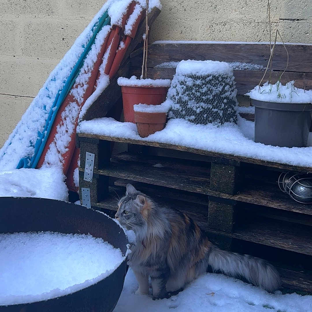 Rajah participe au concours pour gagner de l'argent avec cette photo : animal, backyard, cat, cookware, ice, jar, nature, outdoors, pet, plant, planter, pot, pottedplant, pottery, snow, soil, vase, weather, winter, yard