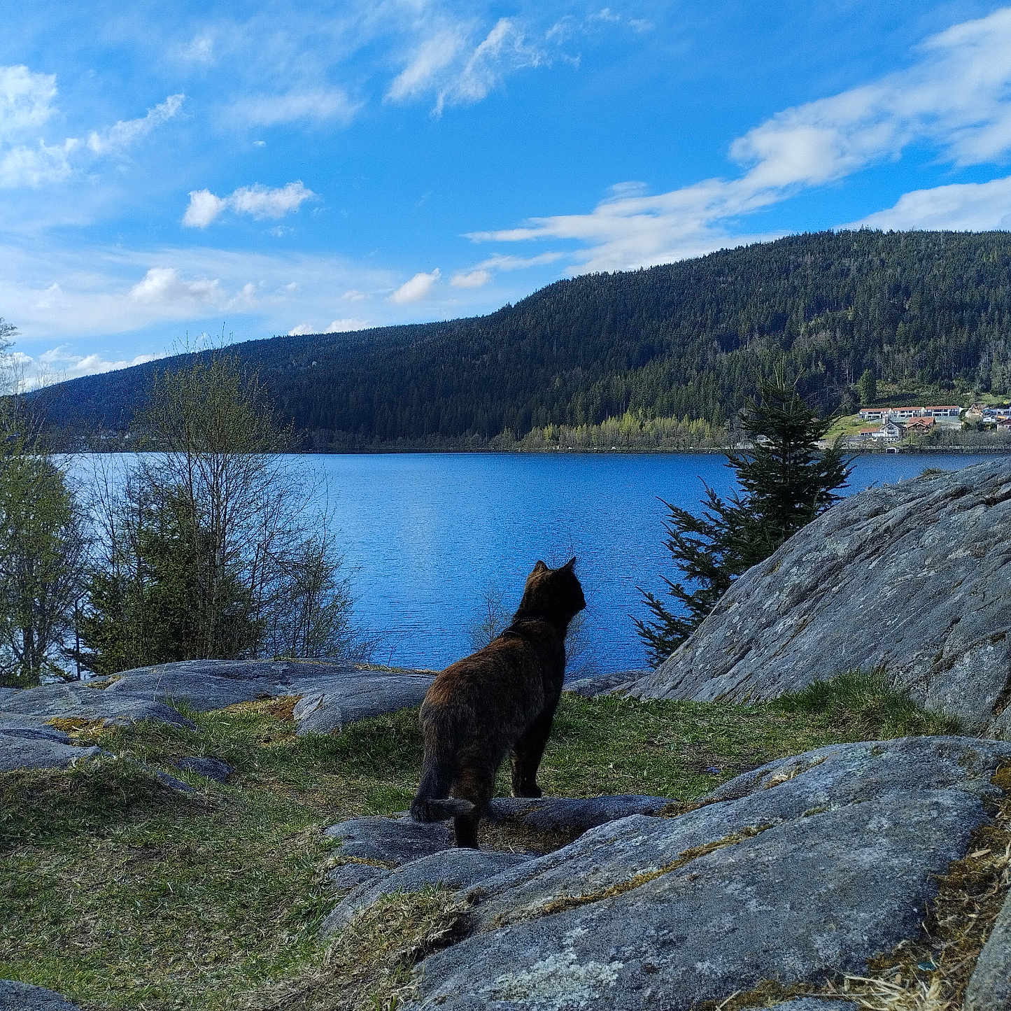 Medèline participe au concours pour gagner de l'argent avec cette photo : animal, cat, cloud, daylight, forest, grass, hill, lake, landscape, mammal, nature, outdoor, peaceful, pet, rock, scenery, sky, tree, water, wildlife