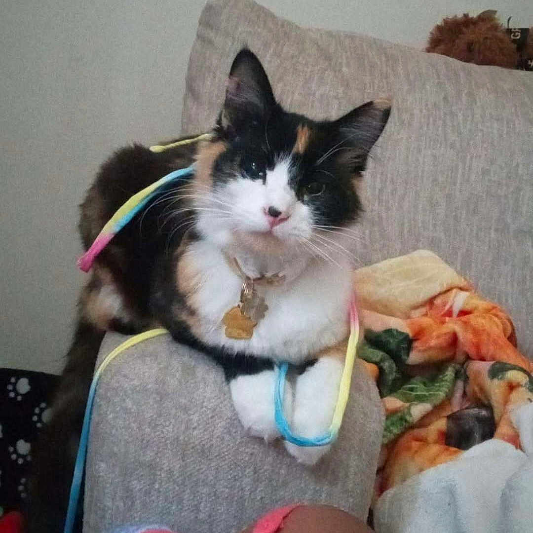 Cali joined the competition — help win amazing prizes! animal, blanket, calico, cat, collar, colorful, couch, cozy, feline, fur, furniture, home, indoor, paws, pet, playful, relaxed, resting, ribbons, tag