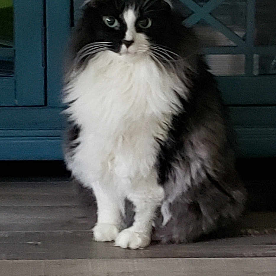 Gator joined the competition — help win amazing prizes! animal, black_and_white, blue_cabinet, cabinet, calm, cat, domestic_cat, eyes, feline, floor, fluffy, fur, indoor, looking, pet, portrait, quiet, sitting, whiskers, wooden_floor