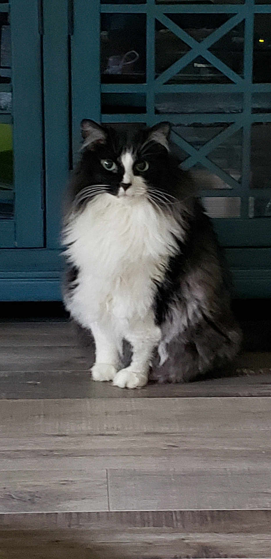 Gator joined the competition — help win amazing prizes! animal, black_and_white, blue_cabinet, cabinet, calm, cat, domestic_cat, eyes, feline, floor, fluffy, fur, indoor, looking, pet, portrait, quiet, sitting, whiskers, wooden_floor