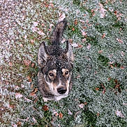 Aria a rejoint le concours — aidez-le/la à gagner de superbes lots ! dog, snow, frost, grass, leaves, outdoor, animal, pet, winter, nature, canine, fur, ears, tail, looking_up, cold, season, ground, muzzle, alert