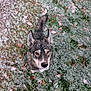 dog, snow, frost, grass, leaves, outdoor, animal, pet, winter, nature, canine, fur, ears, tail, looking_up, cold, season, ground, muzzle, alert