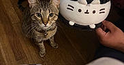 Jasper is registered to the contest to win money with this photo: cat, tabby_cat, plush_toy, stuffed_animal, indoor, wooden_floor, pet, collar, bell, whiskers, ears, sitting, portrait, black_and_white, human_hands, laundry_basket, clothing, dim_lighting, home, playful