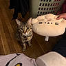 Jasper joined the competition — help win amazing prizes! cat, tabby_cat, pet, animal, whiskers, ears, collar, bell, sitting, indoors, hardwood_floor, laundry_basket, clothing, plush_toy, cat_pillow, hand, home, portrait, cute, curious