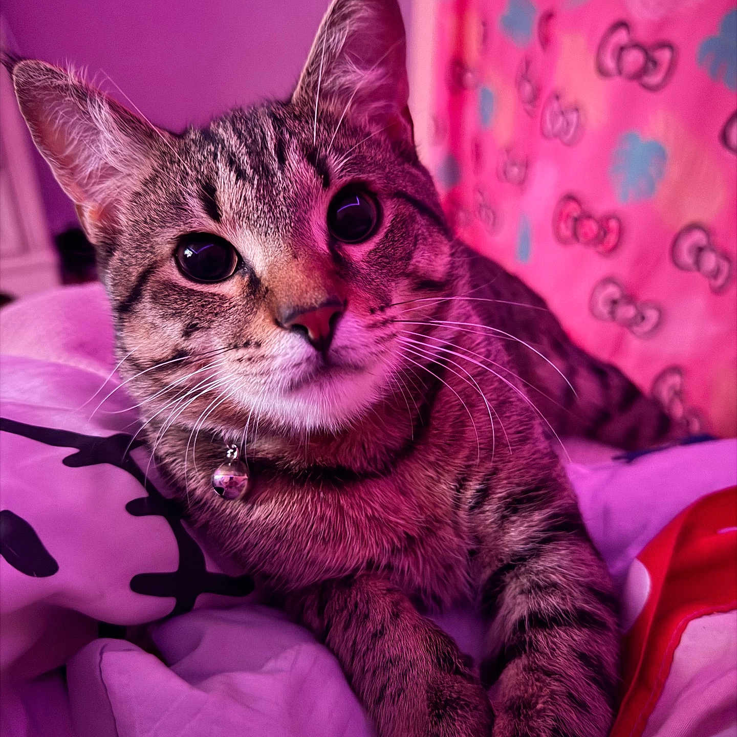 Jasper