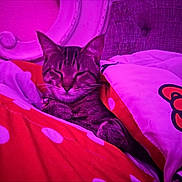 Jasper is registered to the contest to win money with this photo: cat, tabby, sleeping, cozy, blanket, bed, bedroom, indoor, pet, animal, feline, relaxed, resting, closed_eyes, whiskers, striped_fur, colorful, pink_lighting, snuggled, portrait