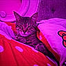cat, tabby, sleeping, cozy, blanket, bed, bedroom, indoor, pet, animal, feline, relaxed, resting, closed_eyes, whiskers, striped_fur, colorful, pink_lighting, snuggled, portrait