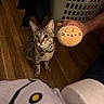 Jasper joined the competition — help win amazing prizes! cat, tabby_cat, pet, animal, sitting, indoors, wooden_floor, laundry_basket, plush_toy, stuffed_animal, human_hand, collar, bell, whiskers, ears, looking_at_camera, portrait, home, clothing, funny